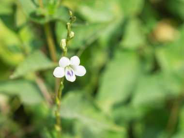 arka plan bulanık beyaz çiçek