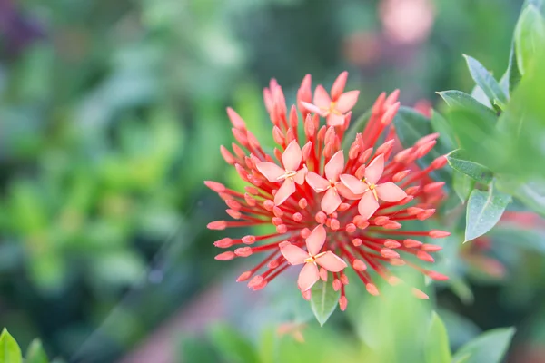 Hermosa flor roja de Ixora —  Fotos de Stock