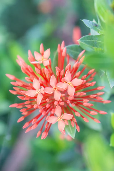 Hermosa flor roja de Ixora —  Fotos de Stock