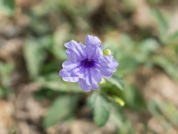 Paarse Minnieroot in een stralende dag — Stockfoto