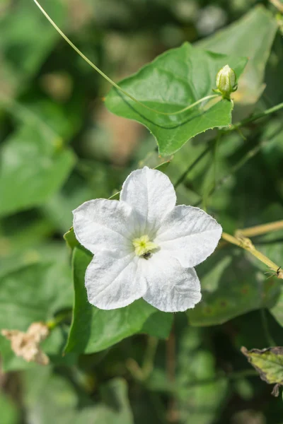 Ivy kalebas bloem op de grond — Stockfoto