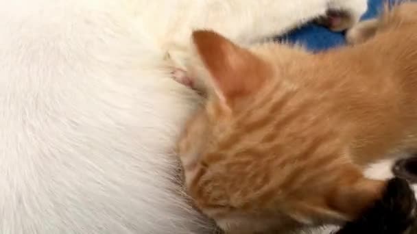 Katten matar en kattungar — Stockvideo