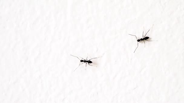 fourmis noires sur un mur blanc 
