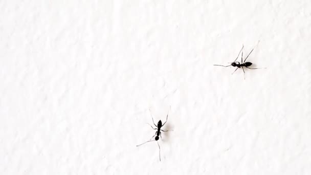 fourmis noires sur un mur blanc 