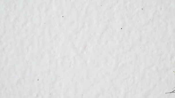 Formigas pretas em uma parede branca — Vídeo de Stock