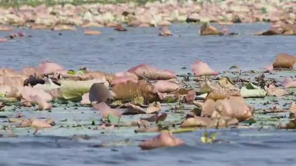 Vista lago de barco — Vídeo de Stock