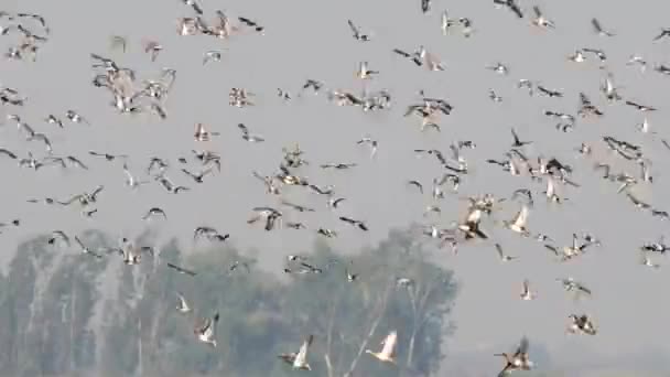 Bandada de aves en el cielo — Vídeo de stock