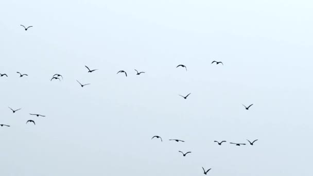 Flock of birds in sky — Stock Video