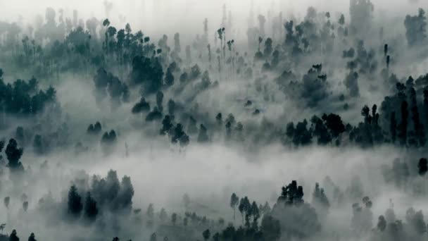 Foresta nebbia astratta — Video Stock
