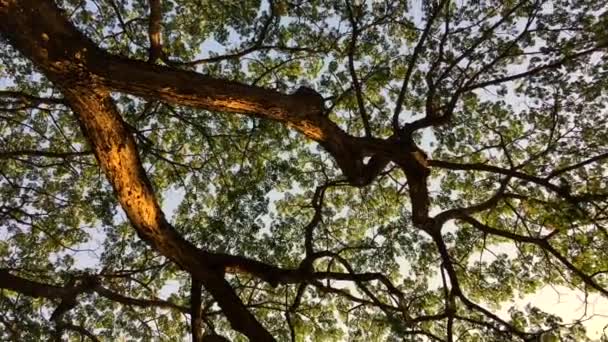 Tree and branches ant eye view — Stock Video