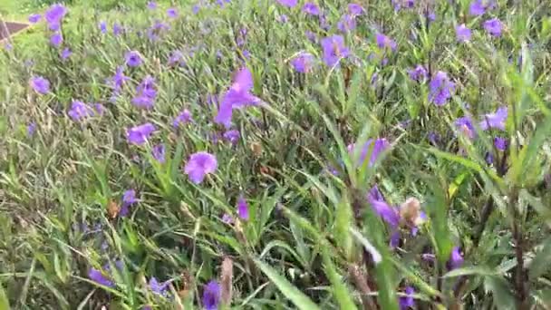 Marcher sur un champ 