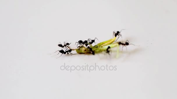 Black ant eat dead grasshopper — Stock Video