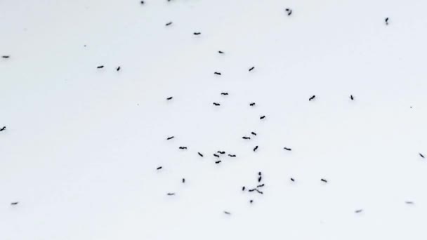 Hormigas en una pared blanca — Vídeos de Stock