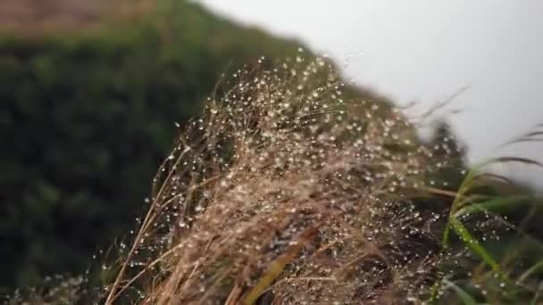 Цвітіння фоном трава — стокове відео