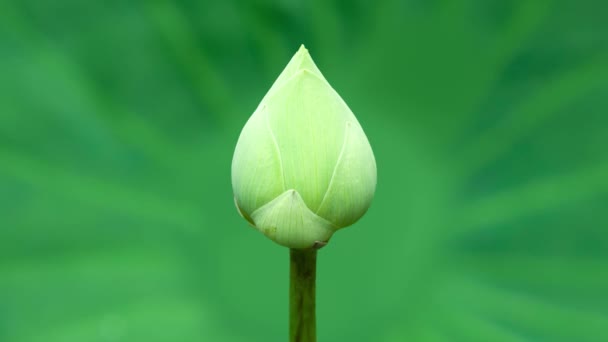 Λουλούδι Του Λωτού Περιστροφή Φύλλο Πράσινο Λωτού — Αρχείο Βίντεο