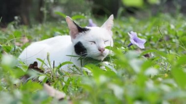 Parkta beyaz kedi portresi kapatın