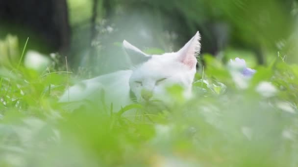 Primer Plano Retrato Gato Blanco Parque — Vídeo de stock