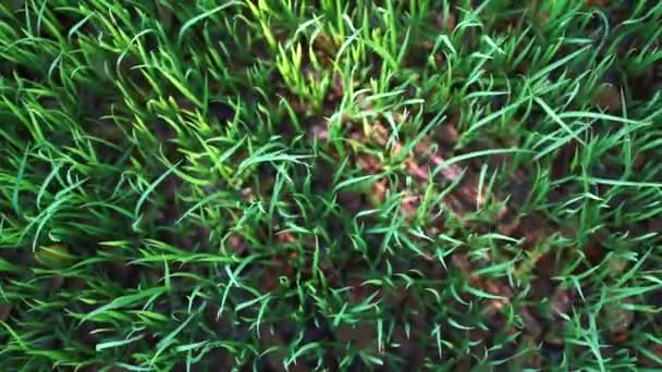 晨光下的绿草 — 图库视频影像