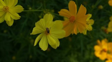Yavaş çekim Sarı Kozmos veya birkaç turuncu çiçek arasında Meksika Tası