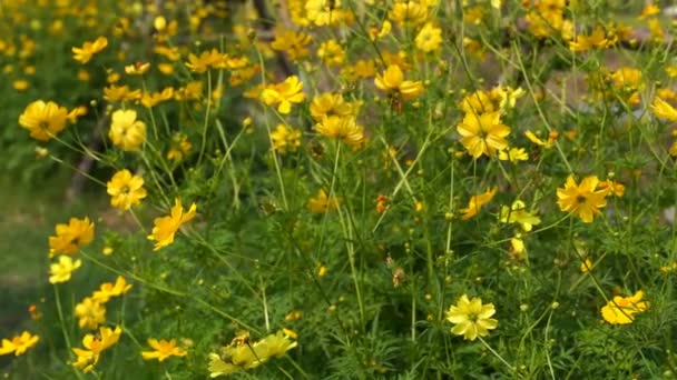 Câmera Lenta Cosmos Amarelo Aster Mexicano Entre Várias Flores Laranja — Vídeo de Stock