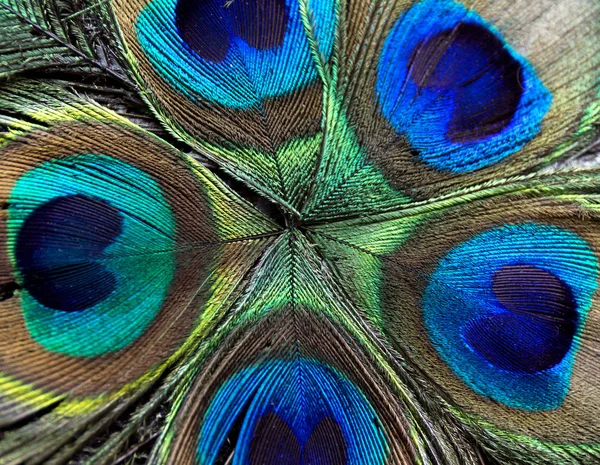 Beautiful peacock feathers. Close up green and blue blur background. Macro defocused pattern.