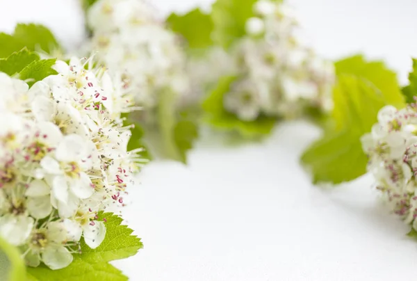 Closeup view of hawthorn blossom on white background. Macro spring flower template. Floral mockup for greeting. Space for text.