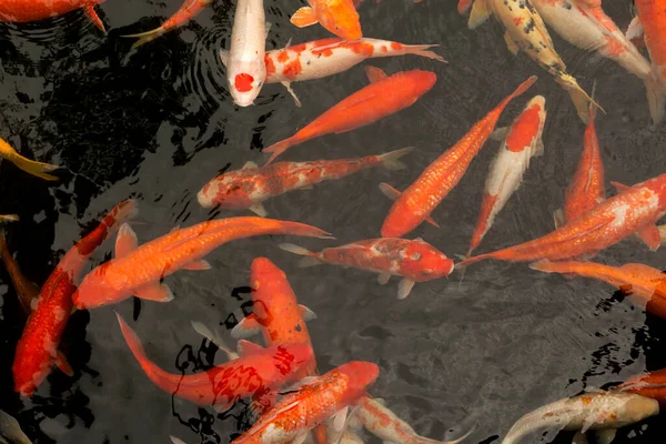 Japan carps koi. Red, orange and white fish swim in the water.