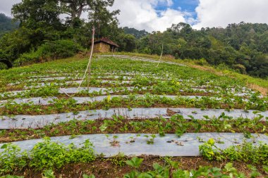 Bir tepede Tayland büyüyen çilek