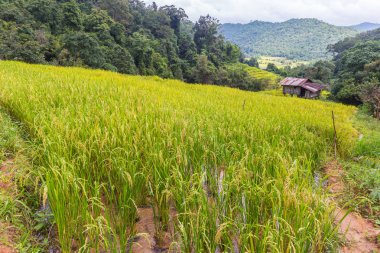 Pirinç Kuzey Tayland bir tepe üzerinde tam yetiştirilen pirinç ile eğe