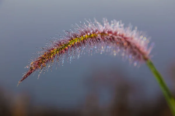 Orvalho na flor de grama — Fotografia de Stock