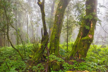 Eski ağaçlar ve diğer bitki örtüsü yağmur ormanlarında Kuzey Tay