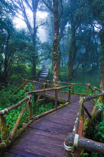 Wooden pathway in tropical rain forest