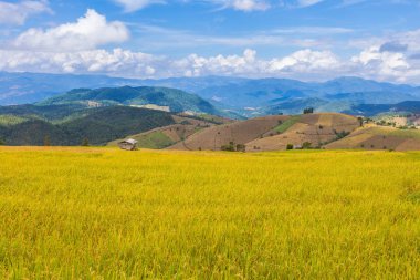 altın rengi Chiang Mai, Kuzey Tayland under Stepped pirinç