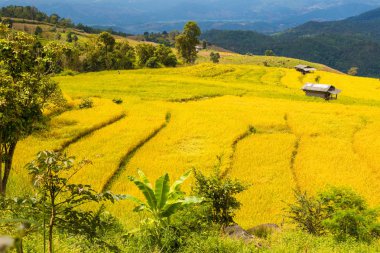Chiang Mai, Kuzey Tayland under pirinç bastı