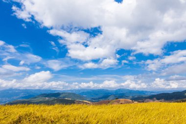 altın rengi Chiang Mai, Kuzey Tayland under Stepped pirinç