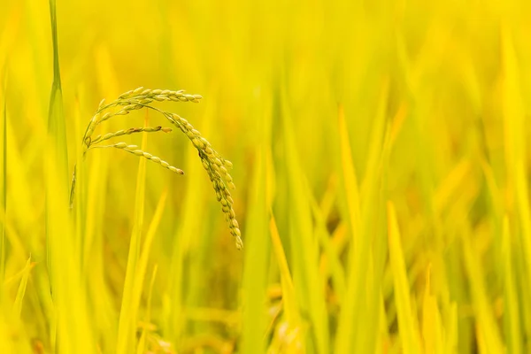 Close up rice plant and seeds — Stock Photo, Image