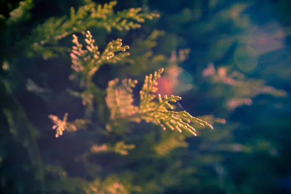 Крупным планом сосновых листьев с неглубокой глубиной резкости — стоковое фото