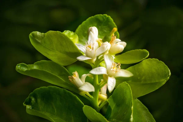 Lime flowers with green leaves against dark background — Stock Photo, Image