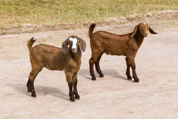 Két kis fiatal barna kecske: Állatfarm, Chiang Mai, Thaila — Stock Fotó