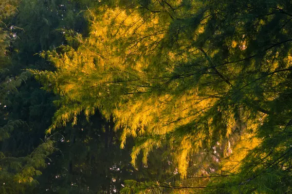 çam ağaçları ile gündoğumu sıcak renk 