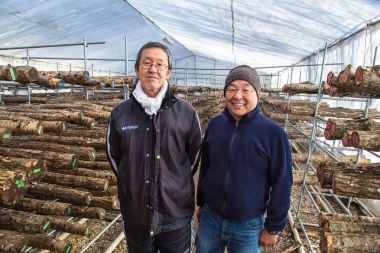 Mutlu Japon Shitake onların mantar mantar çiftçilere ben çiftlik