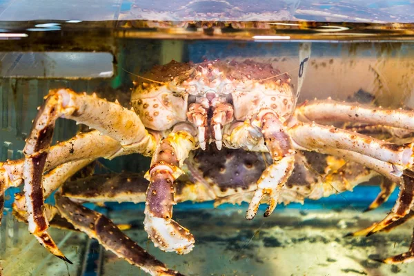 Pohled na přední část velké velikosti žít červený král krab, tarabagani, — Stock fotografie