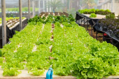 Kontrol sistemi, hydrop su tepsisi üzerinde büyüyen genç sebze