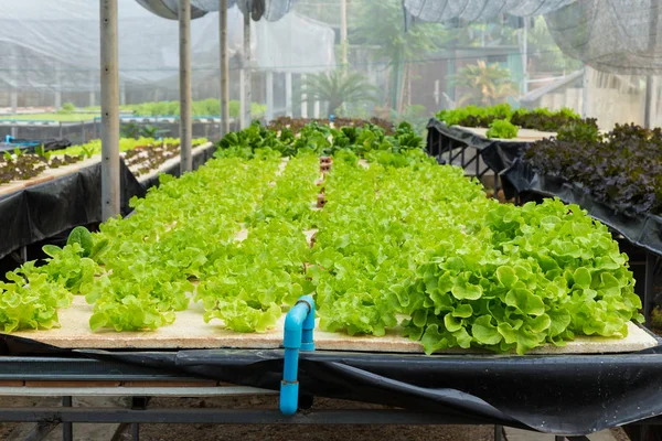 Young vegetables growing on water tray in control system, hydrop