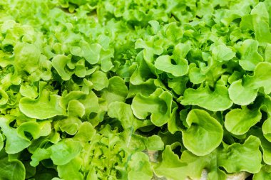 Kontrol sistemi, hydrop su tepsisi üzerinde büyüyen genç sebze