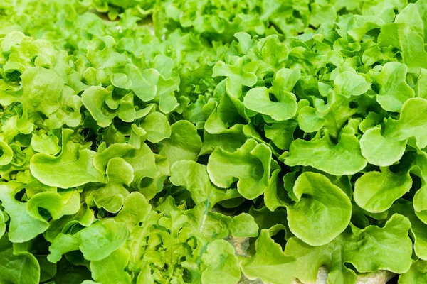 Kontrol sistemi, hydrop su tepsisi üzerinde büyüyen genç sebze