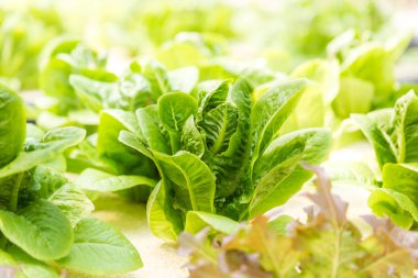 Kontrol sistemi, hydrop su tepsisi üzerinde büyüyen genç sebze