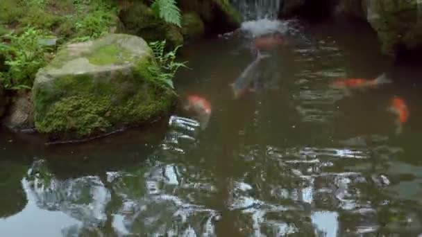 Beautiful Japanese Garden Decorated Trees Koi Fish Pond — Stock Video