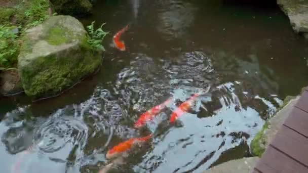 Vacker Japansk Trädgård Med Dekorerade Träd Och Koi Fiskdamm — Stockvideo