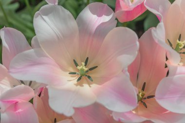 Pembe çiçek açan laleler Sanne Bahçe Keukenhof ışık. Ortaya çiçeği. Yakın çekim